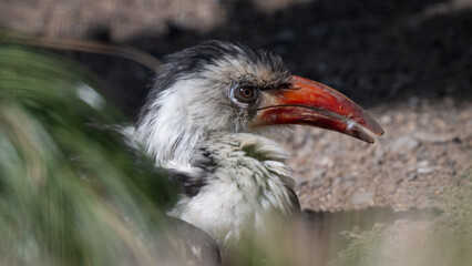 Red-billed Hornbill Soaking up the Sun
