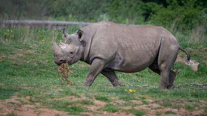 Fototapeta premium Black Rhinoceros Standing on Grass Feeding