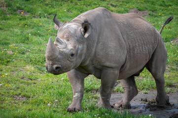 Naklejka premium Black Rhinoceros Walking on Grass