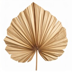 Dried Beige Palm Leaf Natural Home Decor