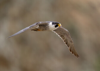 Peregrine Falcon (Falco peregrinus) adult in flight, West Coast, Northern California 