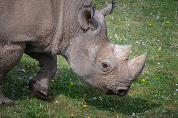 Fototapeta premium Close Up Black Rhinoceros