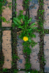 yellow flowers on the stone wall