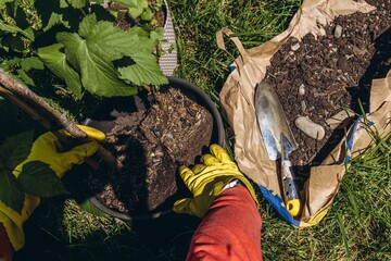 Men hands in yellow rubber gloves planting flower in soil using small metal garden trowel in pot...