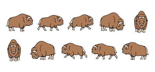 Fototapeta premium A collection of detailed illustrations of a majestic muskox, with several poses showing different angles and actions