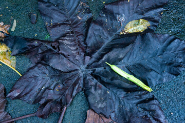 autumn leaves on the ground