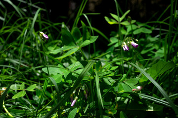 plants in the garden