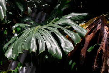 green leaves in the garden