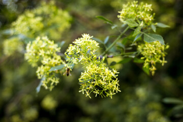 A bee gathers nectar from delicate yellow blossoms on a spring day. A close-up shot of a flowering plant, with small yellow blossoms and a bee in flight, set against a blurred green background.