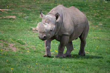 Obraz premium Black Rhinoceros Walking on Grass