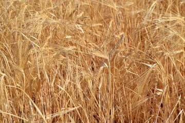Fototapeta premium Golden wheat field at harvest time for agriculture and nature. Summer background. Yellow field. Copy space. Free space for text