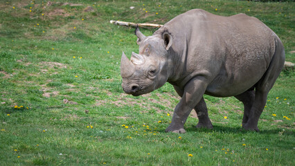 Black Rhinoceros Walking on Grass