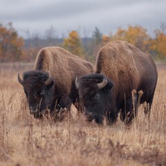 Two bison grazing in an autumnal field. The bison are large and imposing, their dark brown coats contrasting with the pale grasses