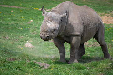 Fototapeta premium Black Rhinoceros