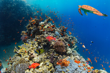 Underwater Tropical Corals Reef with colorful sea fish. Marine life sea world. Tropical colourful underwater seascape.