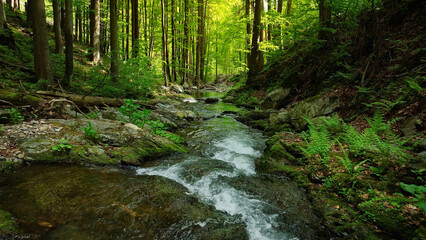 Beautiful Sunrise In Sunny Spring Forest with Stream . Sunlight Sunbeams Through Woods In Forest Landscape. Panorama Panoramic View