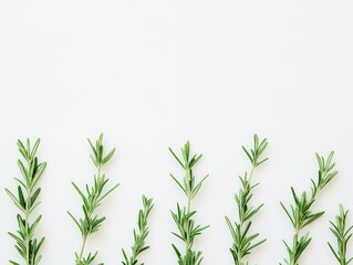 Obraz premium Elegant flat lay of fresh green rosemary sprigs arranged symmetrically on bright white background, showcasing detailed needle-like leaves, natural textures and minimalist design