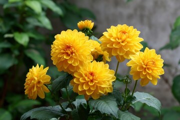 Fototapeta premium Yellow dahlias in bloom with green foliage clustered closely and filling the frame