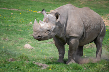 Fototapeta premium Black Rhinoceros