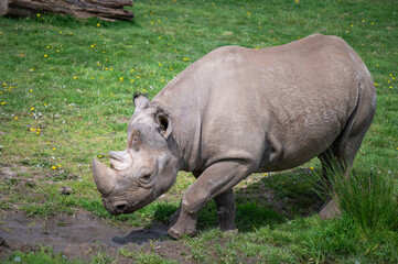 Naklejka premium Black Rhinoceros