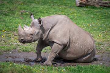 Obraz premium Black Rhinoceros Rolling in Mud