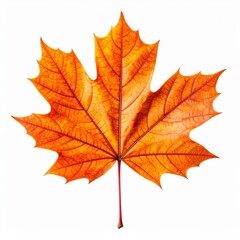 Fototapeta premium Orange and Red Maple Leaf on White Background