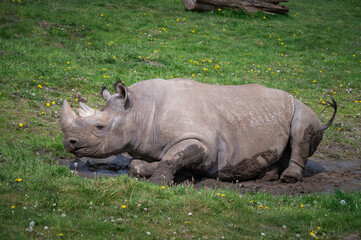 Obraz premium Black Rhinoceros Rolling in Mud