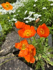 Fototapeta premium orange Blooming Papaver alpinum L. in the spring garden. Alpine plants for rockeries and rock gardens.Early bloomers. Flower background