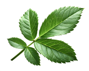 Green rose hip leaf with serrated edges and detailed veins isolated on white background.PNG
