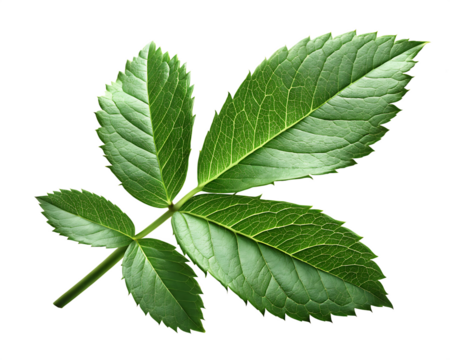 Green rose hip leaf with serrated edges and detailed veins isolated on white background.PNG