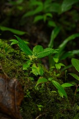 plants in a rainforest in Costa Rica