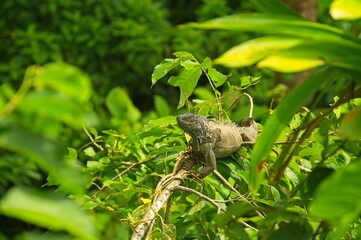 iguana on top of a tree in Costa Rica