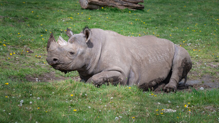 Fototapeta premium Black Rhinoceros Rolling in Mud