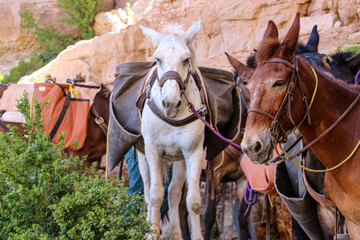 Mule train on South Kaibab Trail at Grand Canyon National Park.