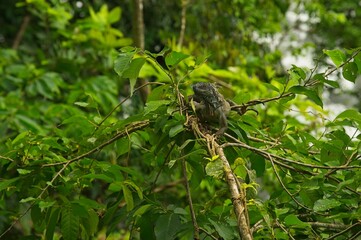 iguana on top of a tree in Costa Rica