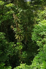 rainforest landscape in Costa Rica