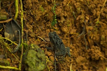 toad at night in Costa Rica
