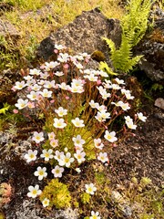 white  Blooming Saxifraga x arendsii Schneereich in the spring garden Alpine plants for rock gardens and rockeries in the spring garden. Early bloomers. Flower background