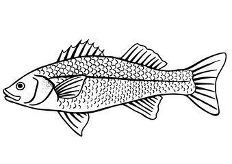 Hand drawn Seabass fish isolated, for engraving, coloring and printing. Vector illustration.