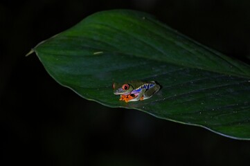 Red-eyed tree frog in a rain forest in Costa Rica