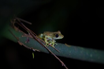frog on a tree at night in Costa Rica