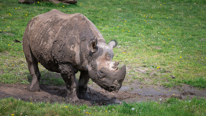 Fototapeta premium Black Rhinoceros Standing in Mud