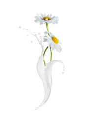 Chamomile flowers growing from milk splash. Abstract botanical art