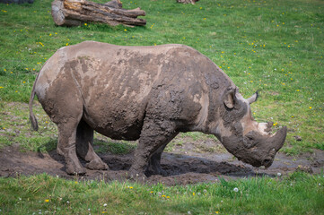 Obraz premium Black Rhinoceros Standing in Mud