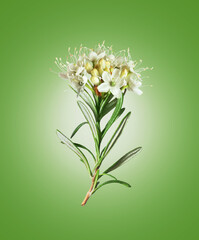 Branch of rosemary with blossom close up on a green background