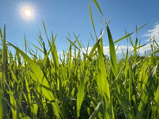 Green blades of grass and sky.