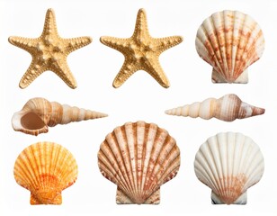 Obraz premium Seashells and Starfish Collection on White Background