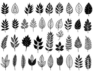 Black and white leaf illustrations