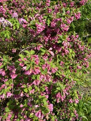Blooming ornamental Weigela shrub with lots of pink flowers in a spring garden. Flower background