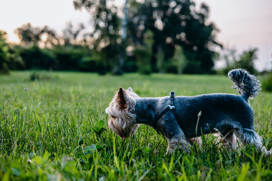 A Yorkshire Terrier dog stands in a grassy field on a beautiful sunny day. A cute Yorkie doggy stands in a meadow of green grass, looking towards the camera in the evening.